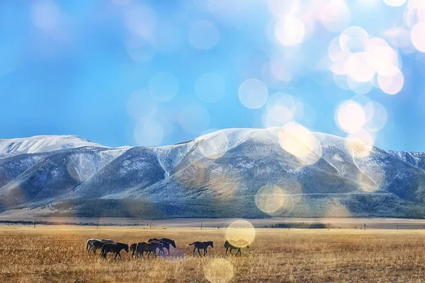 Altai Mountain Landscape Mountains Background View Panorama — Stock Photo, Image