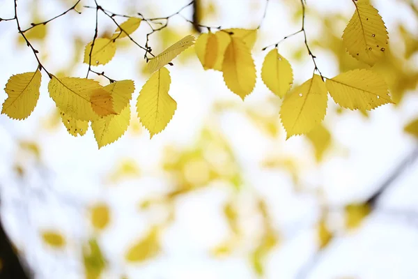 Abstrakt Herbst Herbst Hintergrund Blätter Gelb Natur Oktober Tapete Saisonal — Stockfoto