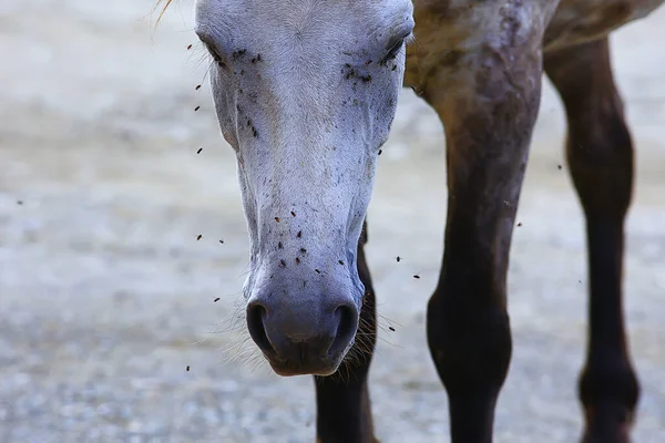 Insekter Biter Hästen Flugor Och Flugor Attackerar Hästens Insektsskyddsfarm — Stockfoto