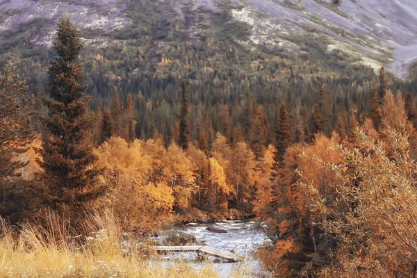 秋の森の風景抽象的な背景黄色の木々の10月のビュー 秋の自然 — ストック写真