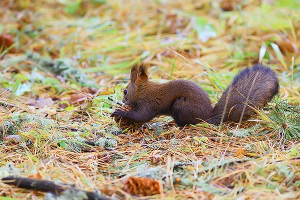 Eichhörnchen Kleines Wildtier Der Natur Herbst — Stockfoto