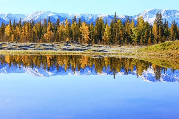 Skog Bergen Landskap Vacker Grön Natur Sommar Bakgrund Skog — Stockfoto