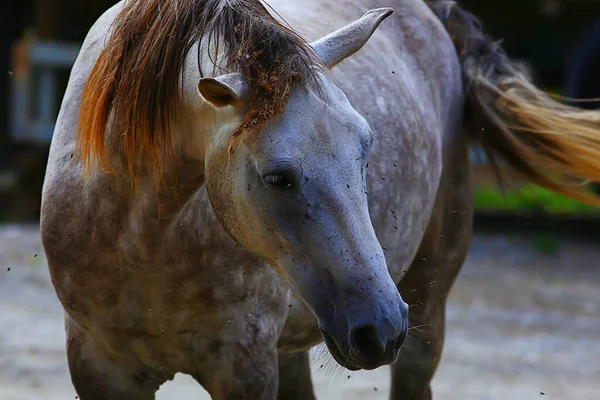 昆虫は馬やガジフライを噛み馬の野生動物保護農場を攻撃し — ストック写真