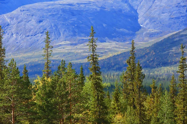 山の中の森美しい緑の自然夏の背景の森 — ストック写真