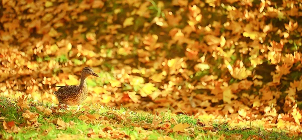 Kaczka Jesień Park Krzyżówka Dzika Kaczka Jesień Widok Migracyjny Ptak — Zdjęcie stockowe