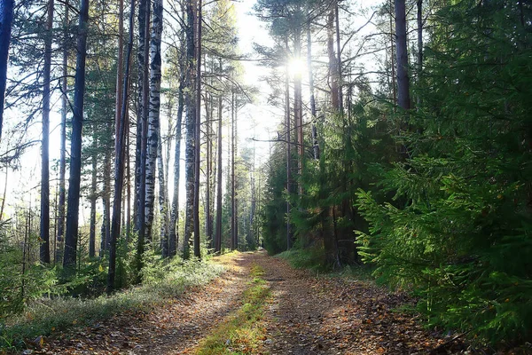 Summer Landscape Forest Background Panorama Nature Summer Season Landscape Trees — Stock Photo, Image