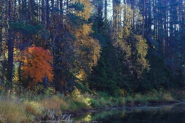 Otoño Bosque Paisaje Fondo Abstracto Octubre Vista Árboles Amarillos Caída — Foto de Stock