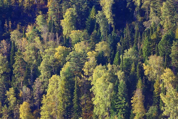 森の中の夏の風景パノラマ自然夏の風景木 — ストック写真