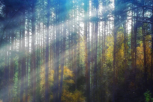 秋の森のアブストラクトな背景テクスチャ黄色の木模様の風景 — ストック写真
