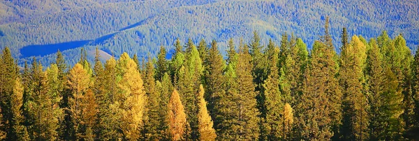 Sonbahar Ormanı Dağları Manzara Ağaçları Doğa Sarı Mevsim — Stok fotoğraf