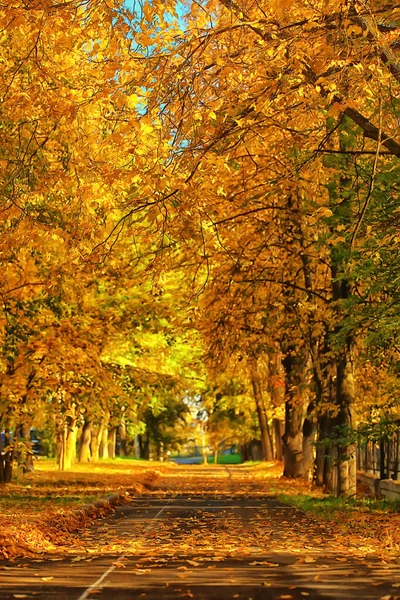 Paysage Ensoleillé Dans Parc Automne Automne Saison Fond Orange Parc — Photo