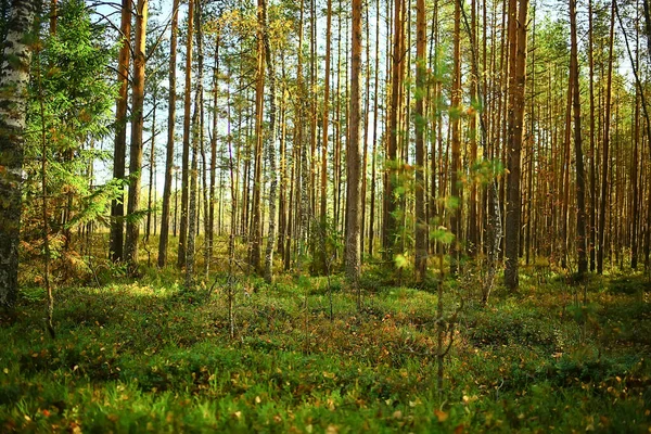 Καλοκαιρινό Τοπίο Στο Δάσος Φόντο Πανόραμα Φύση Καλοκαιρινή Εποχή Τοπίο — Φωτογραφία Αρχείου