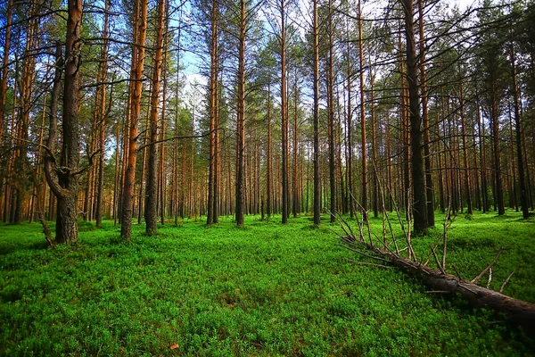 Letní Krajina Lese Pozadí Panorama Příroda Léto Sezóna Krajina Stromy — Stock fotografie