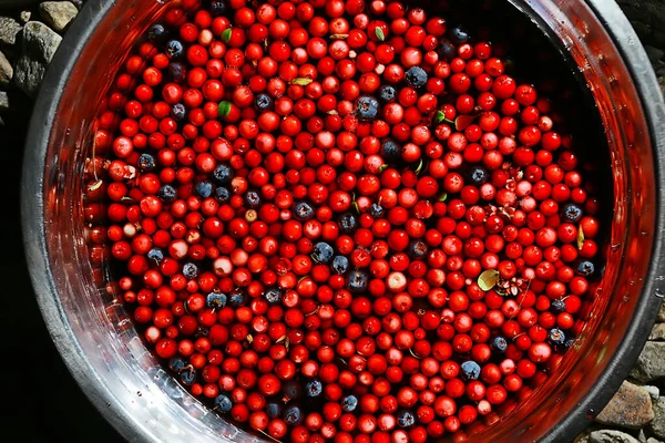 Preiselbeere Wilde Beeren Einer Schüssel Wildtiere Dessert — Stockfoto