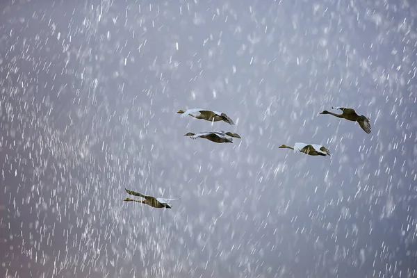 Rebanho Cisnes Fuga Contra Céu Grupo Animais Selvagens Migração Aves — Fotografia de Stock