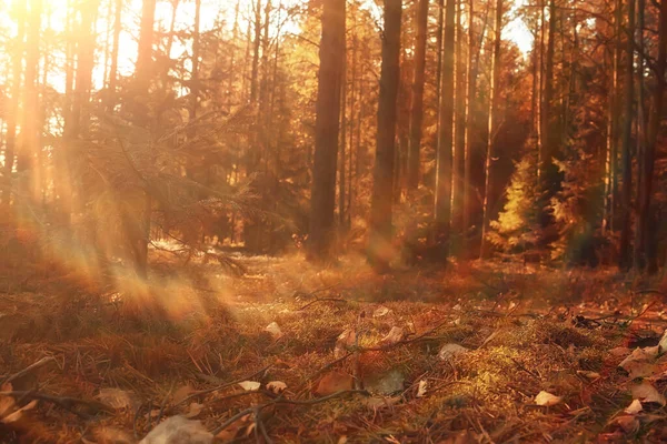 秋天森林的背景纹理 黄树图案景观 — 图库照片