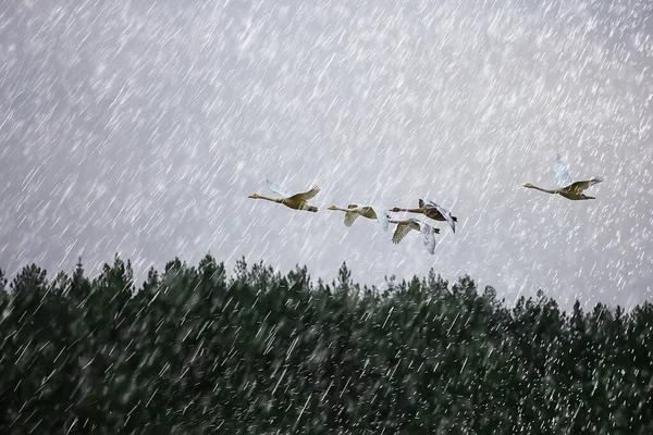 Herbstlandschaft Eine Schar Schwäne Wald Zugvögel Saisonale Migration Oktober — Stockfoto