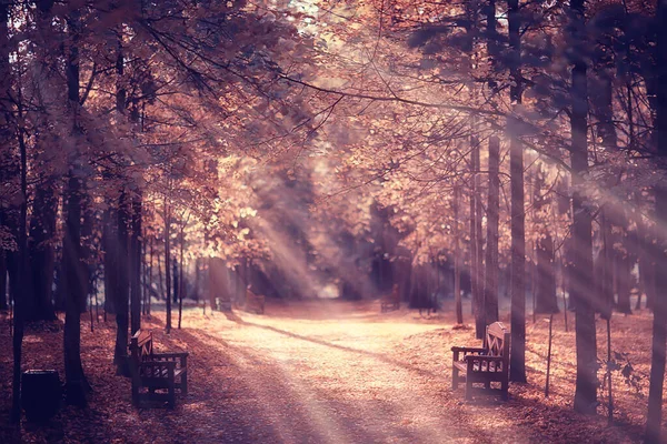 Zonnig Landschap Herfstpark Achtergrond Herfstseizoen Oranje Park — Stockfoto