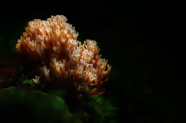 Pequenos Cogumelos Não Comestíveis Cogumelos Venenosos Floresta Fundo Macro Natureza — Fotografia de Stock