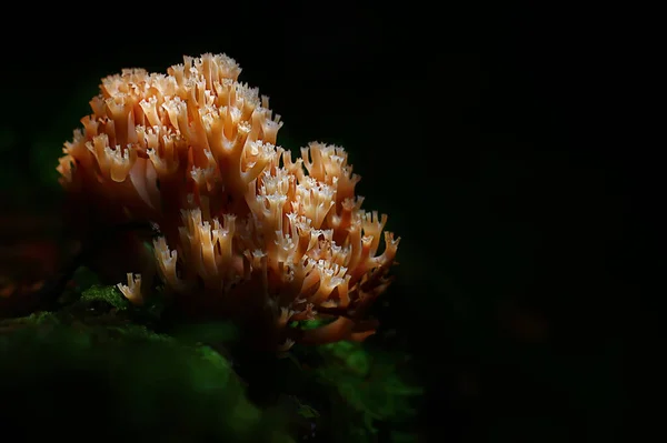 Små Oätliga Svampar Giftiga Svampar Skog Bakgrund Makro Natur Vild — Stockfoto