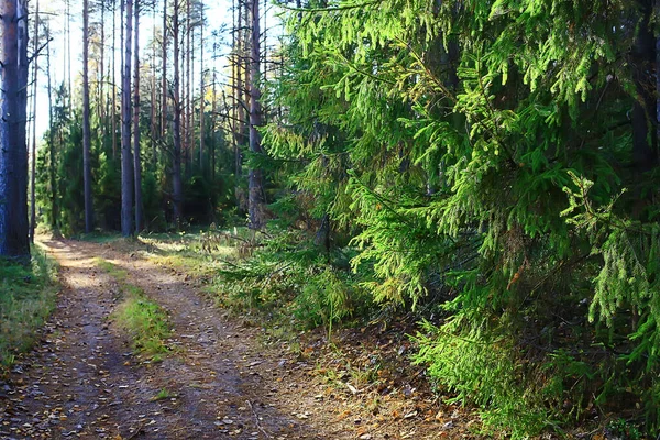 Estate Paesaggio Foresta Sfondo Panorama Natura Estate Stagione Paesaggio Alberi — Foto Stock