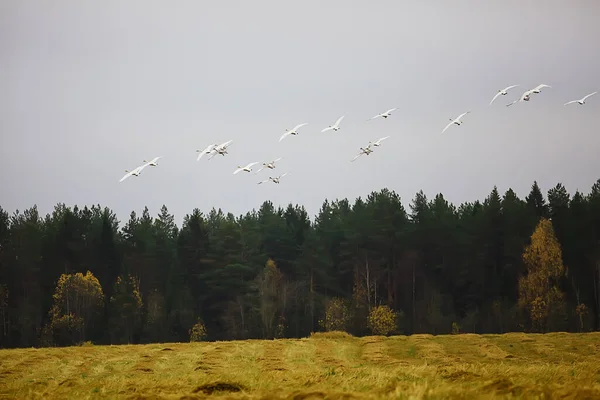 Herbstlandschaft Eine Schar Schwäne Wald Zugvögel Saisonale Migration Oktober — Stockfoto