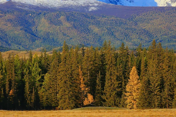 Ősz Taiga Erdő Táj Természet Kilátás Esik Hegyekben — Stock Fotó
