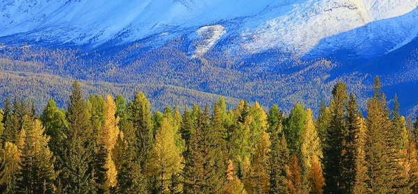 Autunno Foresta Montagne Panorama Alberi Paesaggio Natura Stagione Gialla — Foto Stock
