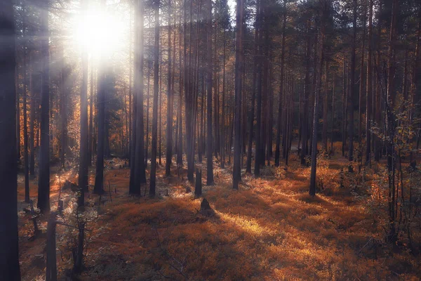 Skog Bergen Landskap Vacker Grön Natur Sommar Bakgrund Skog — Stockfoto