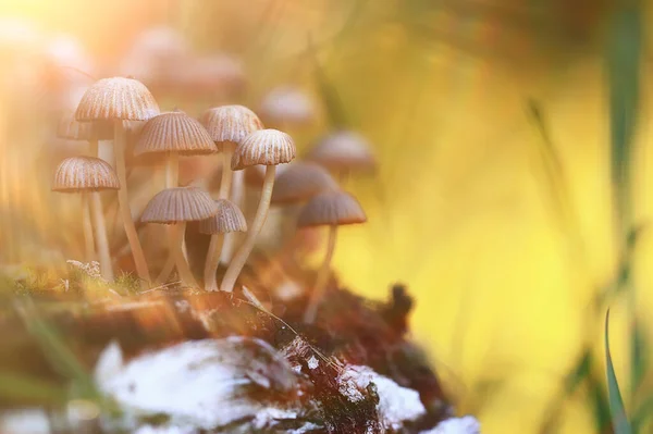 Pequeños Hongos Comestibles Setas Venenosas Bosque Fondo Macro Naturaleza Salvaje — Foto de Stock