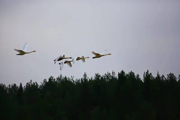 秋の風景 森の中の白鳥の群れ 渡り鳥 10月の季節移動 — ストック写真