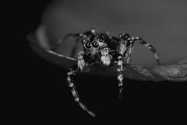Örümcek atlayıcısı makro, örümcekfobi, güzel zıplayan örümcek, zehirli örümcek.
