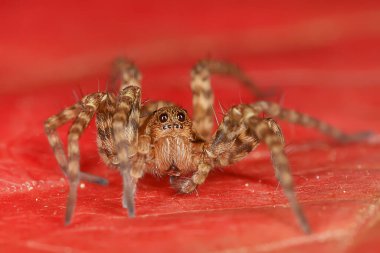 Örümcek atlayıcısı makro, örümcekfobi, güzel zıplayan örümcek, zehirli örümcek.