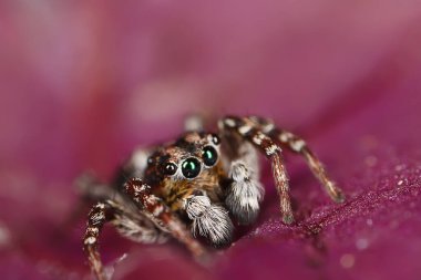 Örümcek atlayıcısı makro, örümcekfobi, güzel zıplayan örümcek, zehirli örümcek.