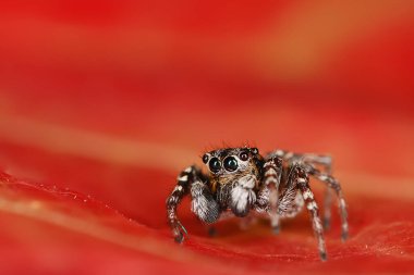Örümcek atlayıcısı makro, örümcekfobi, güzel zıplayan örümcek, zehirli örümcek.