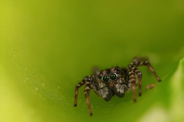 Örümcek atlayıcısı makro, örümcekfobi, güzel zıplayan örümcek, zehirli örümcek.