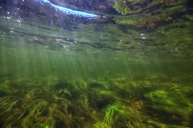 Nehir manzarasında yeşil yosunlar, nehir manzarası, ekoloji doğası.