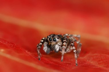 Örümcek atlayıcısı makro, örümcekfobi, güzel zıplayan örümcek, zehirli örümcek.
