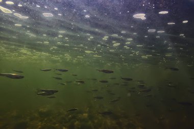 Suyun altında küçük balık sürüsü, tatlı su kasvetli balık ançüezli deniz manzarası