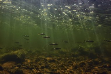 Güneş ışınları suyun altında, deniz manzarası tatlı su nehri dalışı