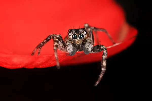 Pająk Skoczek Makro Arachnofobia Piękny Pająk Skoki Jadowity Pająk — Zdjęcie stockowe