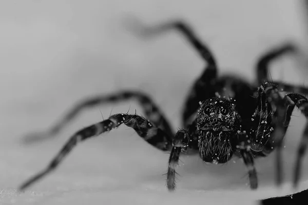 Araña Saltador Macro Aracnofobia Hermosa Araña Saltadora Araña Venenosa — Foto de Stock