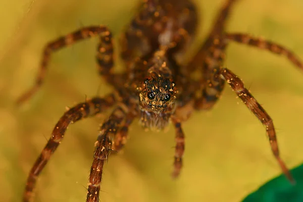 Spider Jumper Macro Arachnophobia Beautiful Jumping Spider Poisonous Spider — Stock Photo, Image