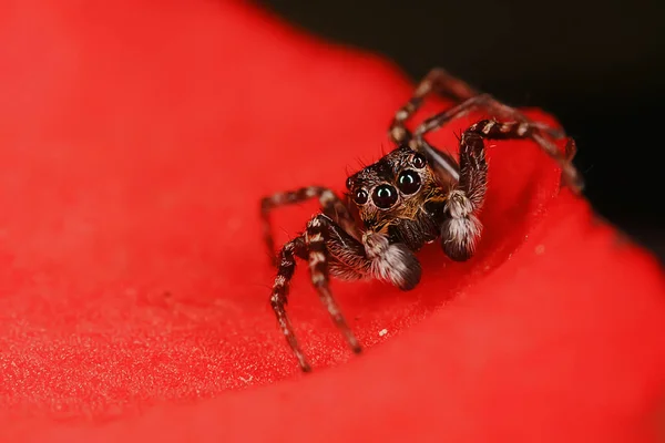 蜘蛛跳跃宏观 蜘蛛恐惧症 美丽的跳跃蜘蛛 毒蜘蛛 — 图库照片