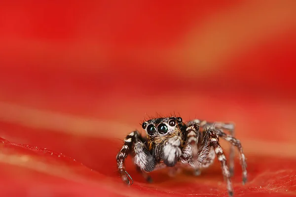 매크로 거미공포증 아름다운 독거미 — 스톡 사진