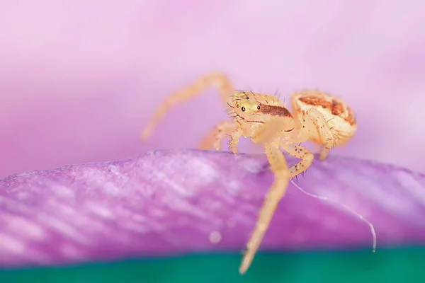 クモジャンパーマクロアラクノフォビア美しいジャンプクモ毒クモ — ストック写真