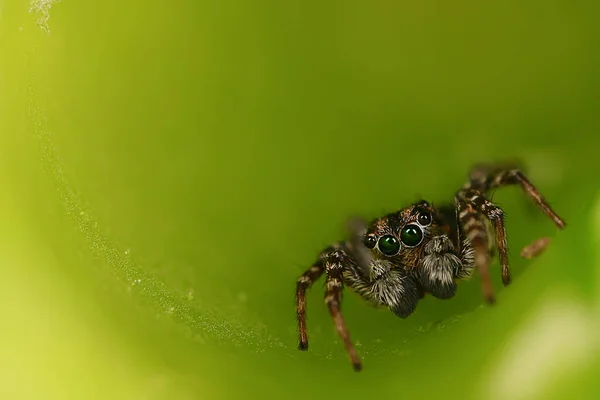 クモジャンパーマクロアラクノフォビア美しいジャンプクモ毒クモ — ストック写真