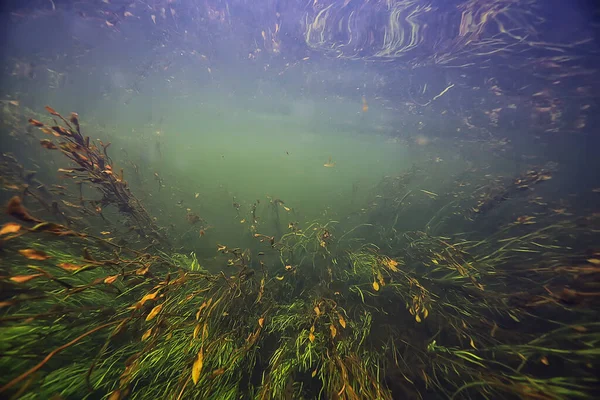 水底绿藻在江景中 生态自然 — 图库照片