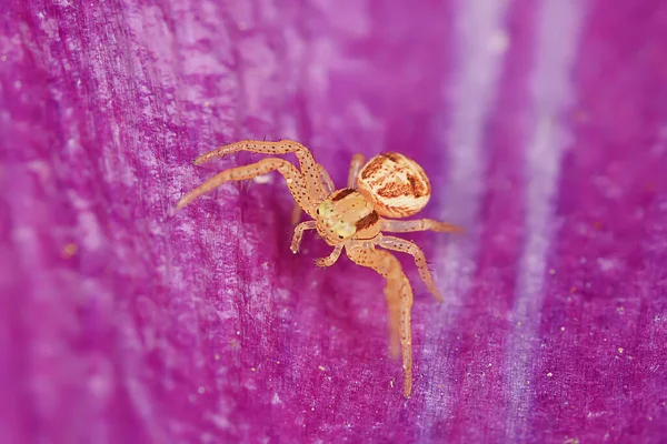 Pająk Skoczek Makro Arachnofobia Piękny Pająk Skoki Jadowity Pająk — Zdjęcie stockowe