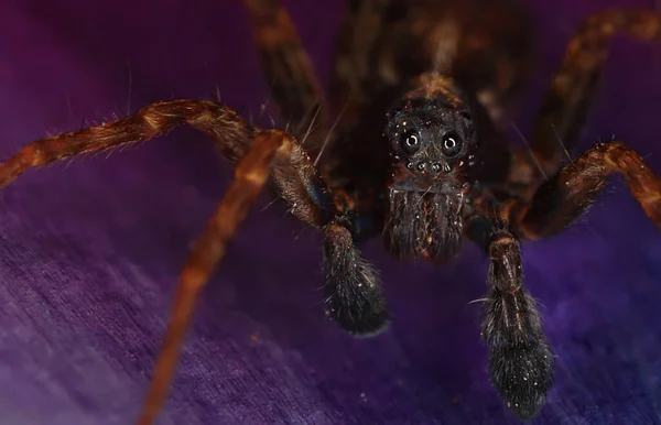 Pająk Skoczek Makro Arachnofobia Piękny Pająk Skoki Jadowity Pająk — Zdjęcie stockowe